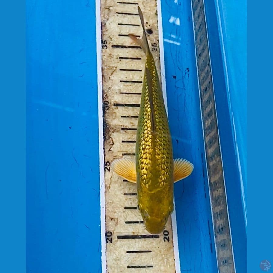 midori ginrin 17cm