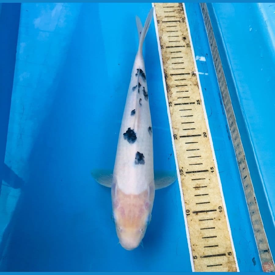 bekko 33cm