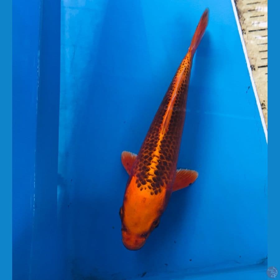 kin matsuba 25cm