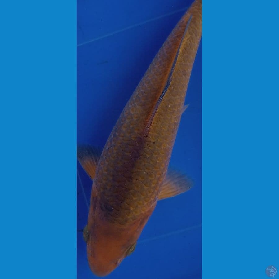 Caramel