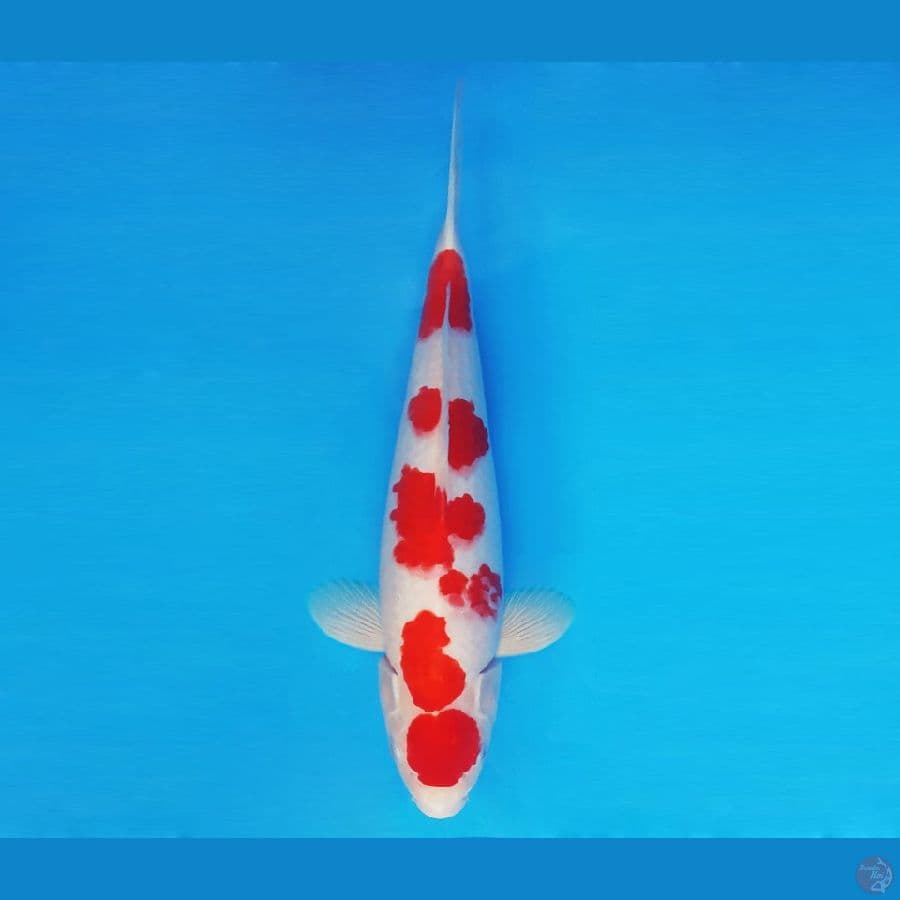 BANZAI 8 ~ Sakura Kohaku 37 cm/male ™