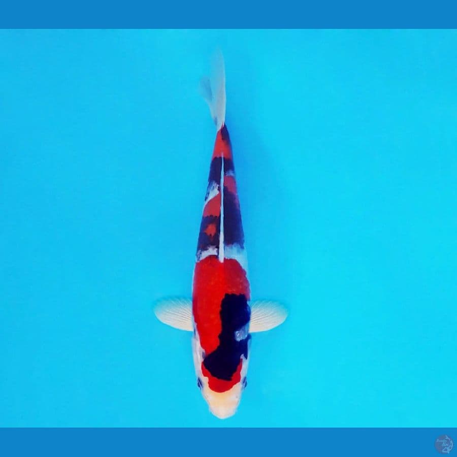 BANZAI 9 ~ Showa Quality 23 cm/male ™