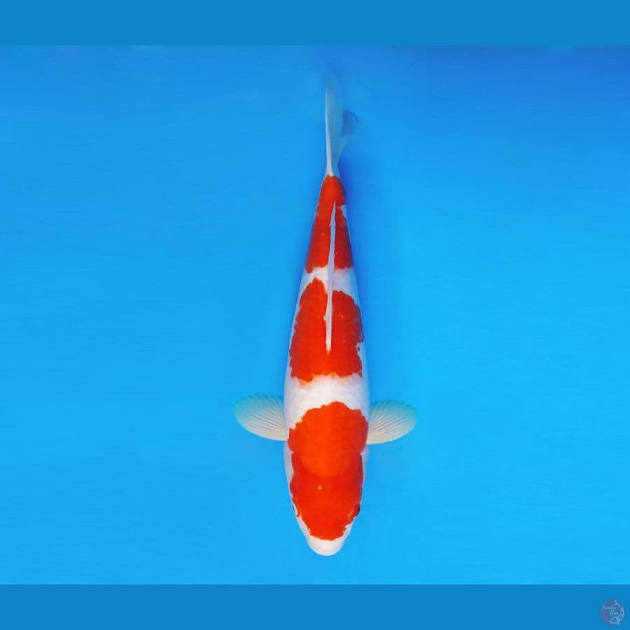 BANZAI 10 ~ Kohaku 36 cm/fm ™