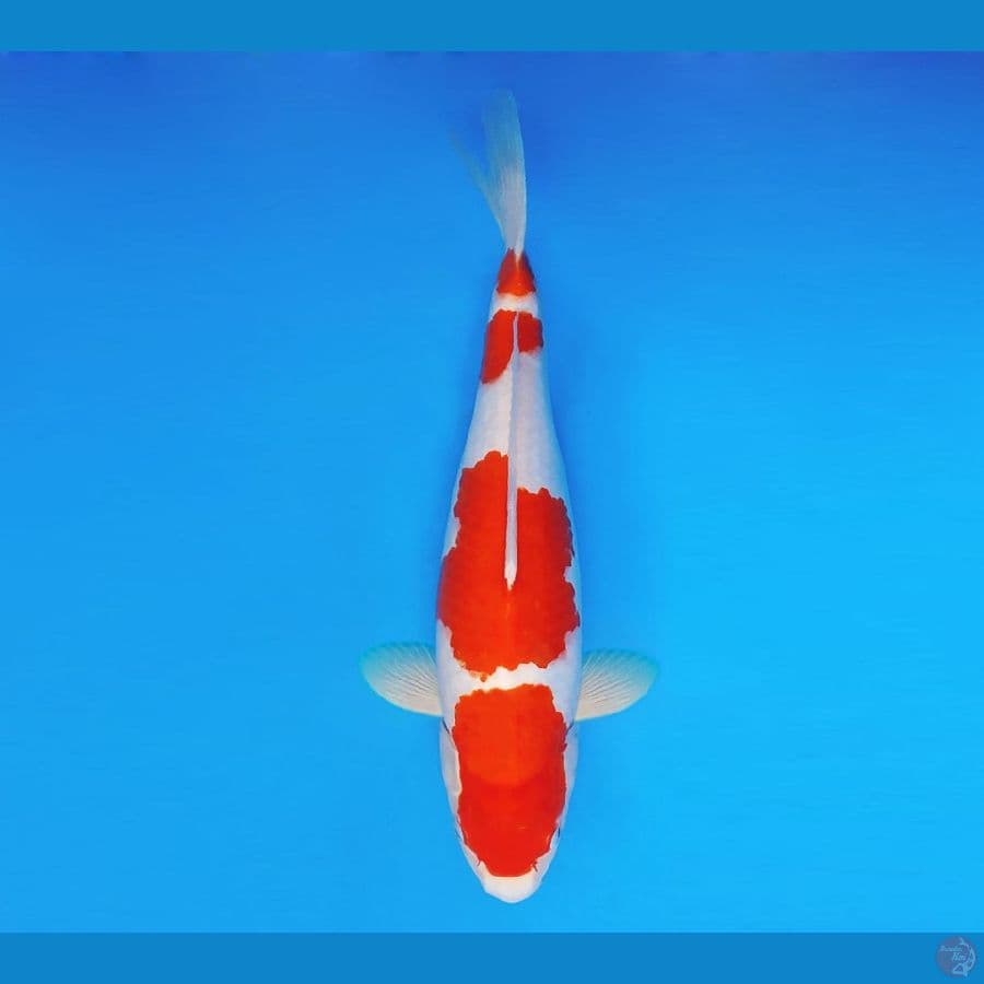BANZAI 11 ~ Kohaku 39 cm/fm ™