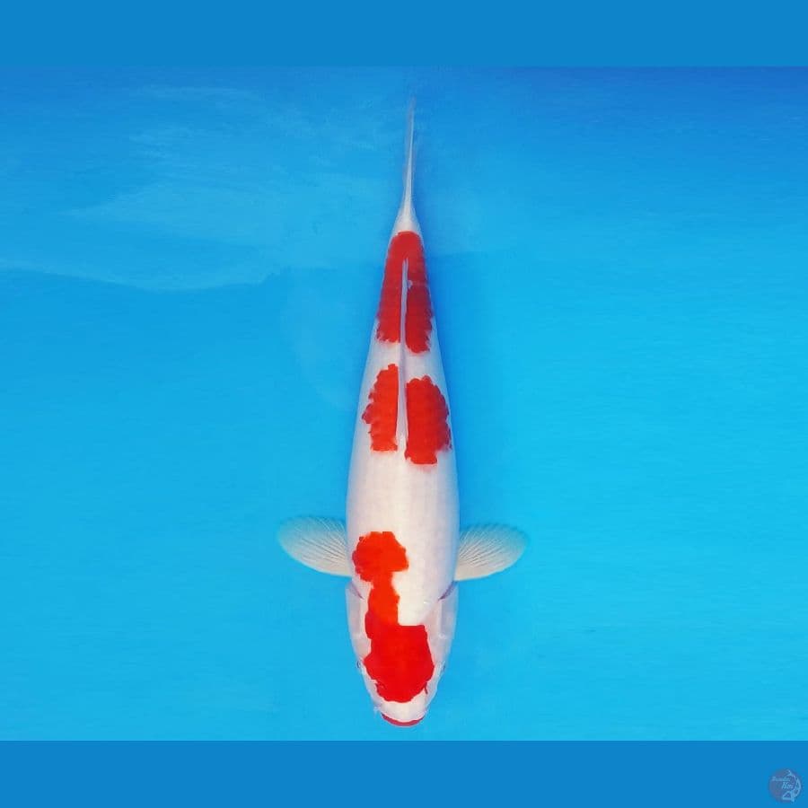 BANZAI 13 ~ Kohaku 3 Steps 38 cm/male ™