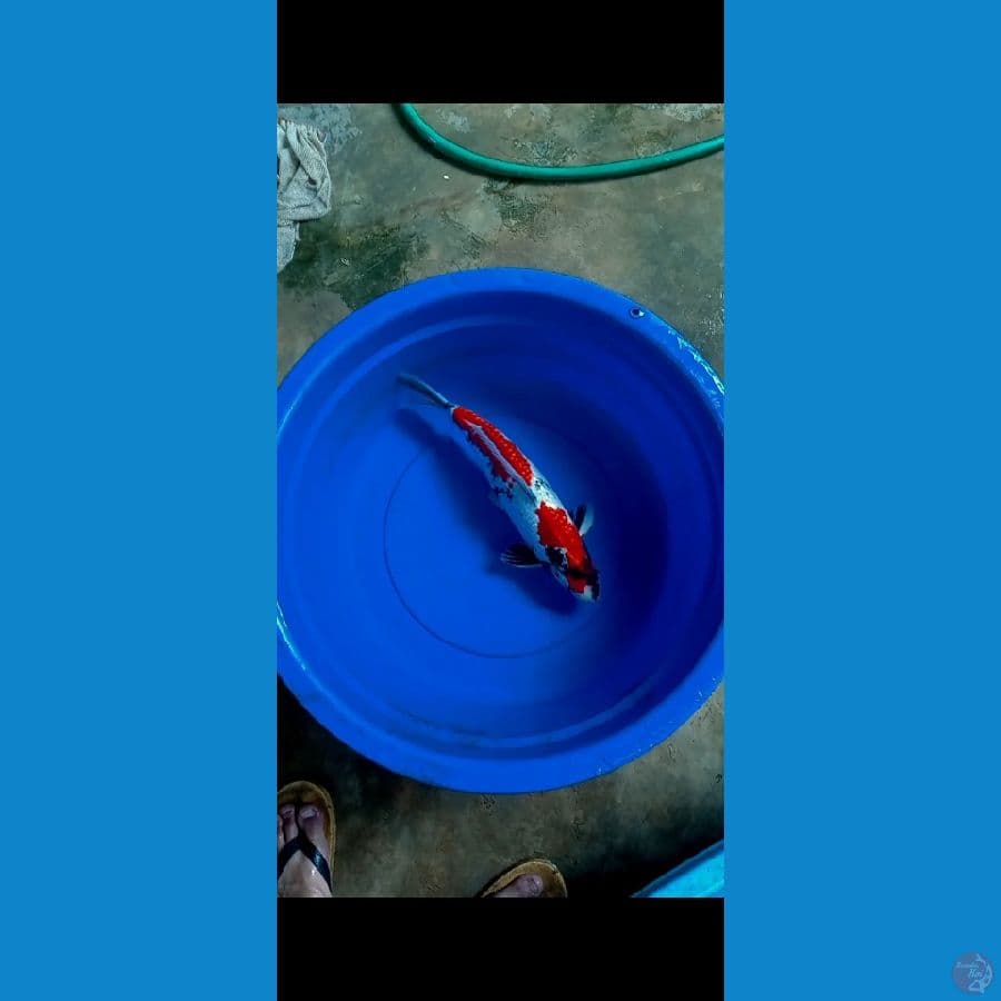 Showa Ginrin 42CM