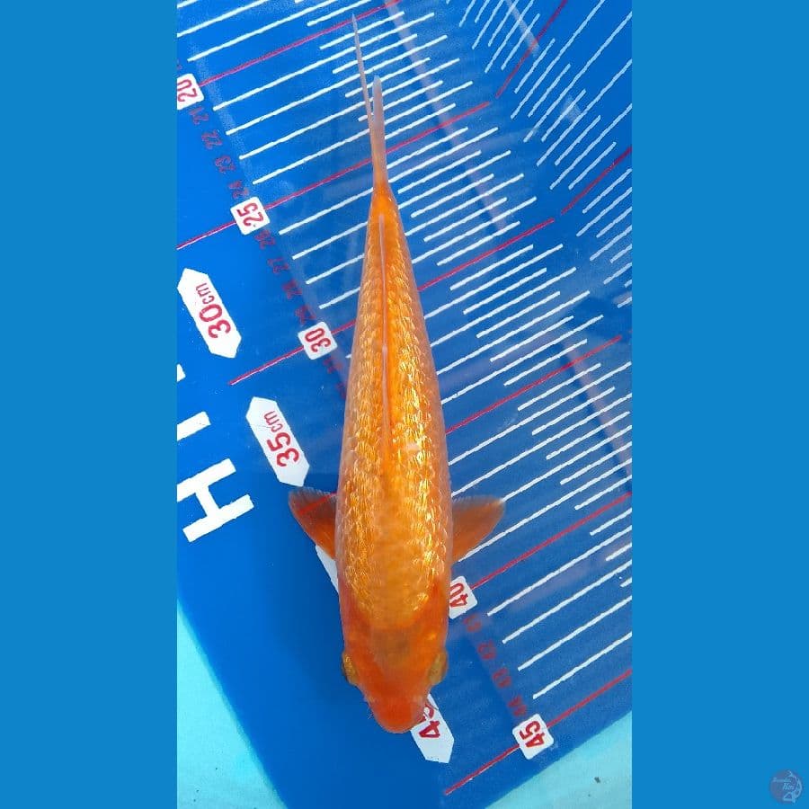 benigoi karasi gindrin 20cm