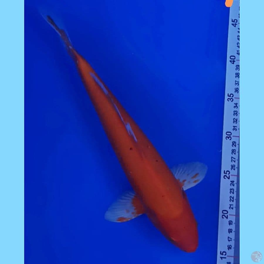 BENIGOI 35 CM
