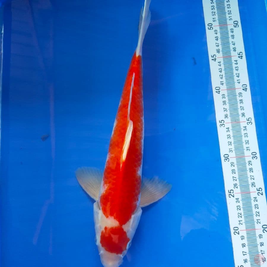 kohaku 37cm