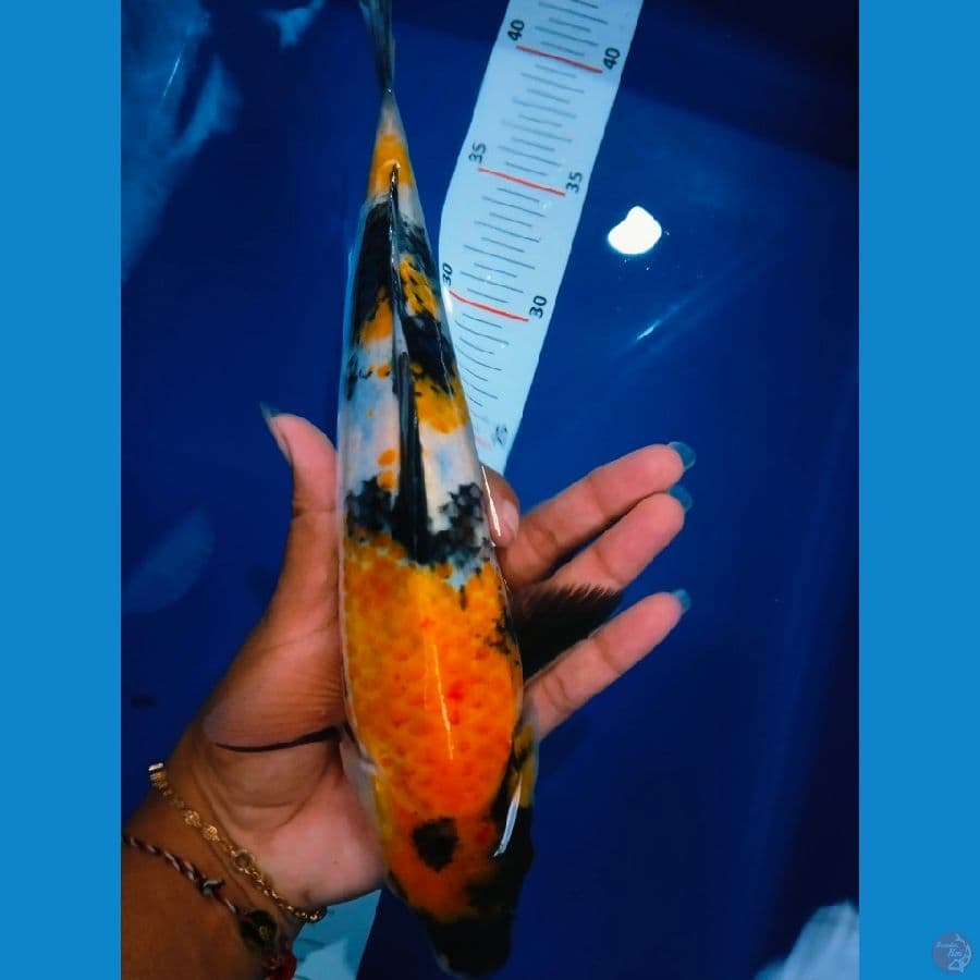 showa 27cm