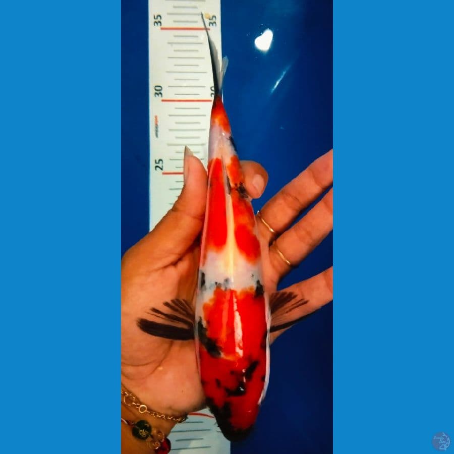 showa 20cm