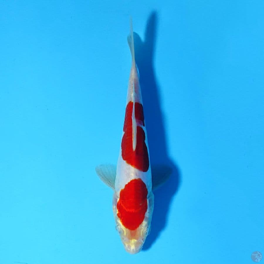 M16CM RED DOITSU KOHAKU