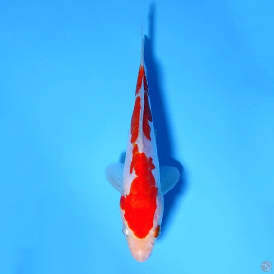 M17CM DOITSU KOHAKU