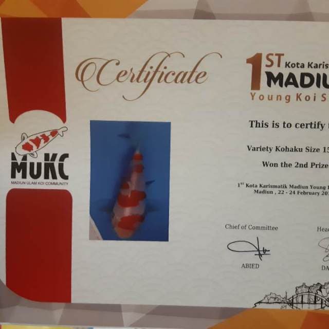Kohaku F1 bapaknya Sakai Halus SQ , juara 2 di 1St Madiun Koi Show 2019 kemarin sabtu , Masih fresh