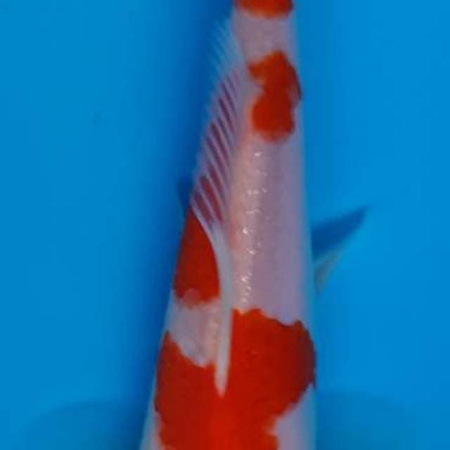 Kohaku F1 bapaknya Sakai Halus SQ , juara 2 di 1St Madiun Koi Show 2019 kemarin sabtu , Masih fresh
