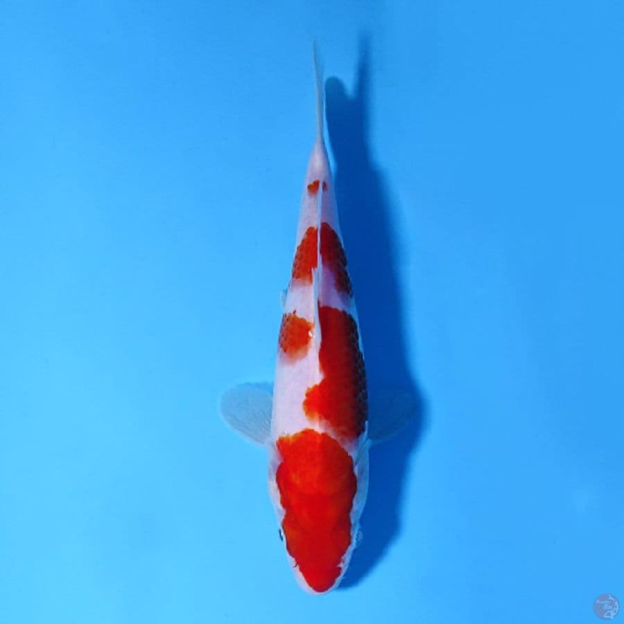 F22CM KOHAKU
