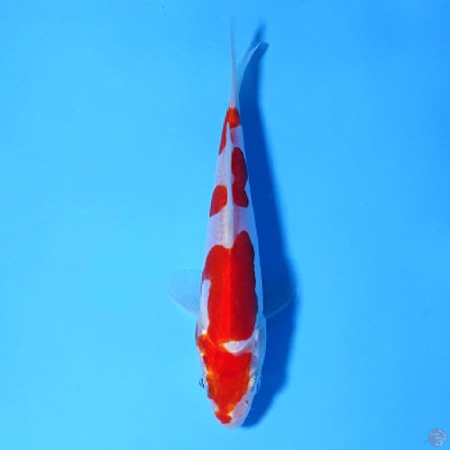 F15CM DOITSU MURNI KOHAKU
