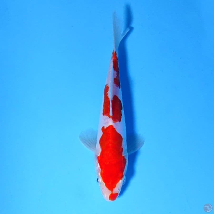 M17CM DOITSU MURNI KOHAKU