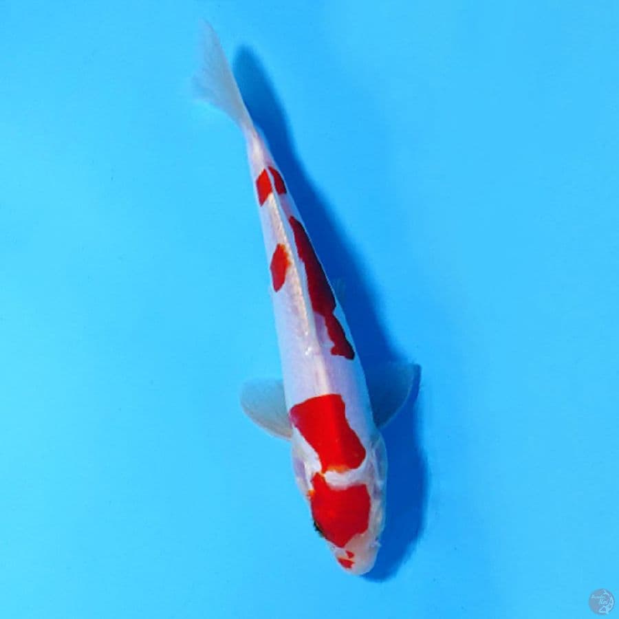M22CM DOITSU MURNI KOHAKU