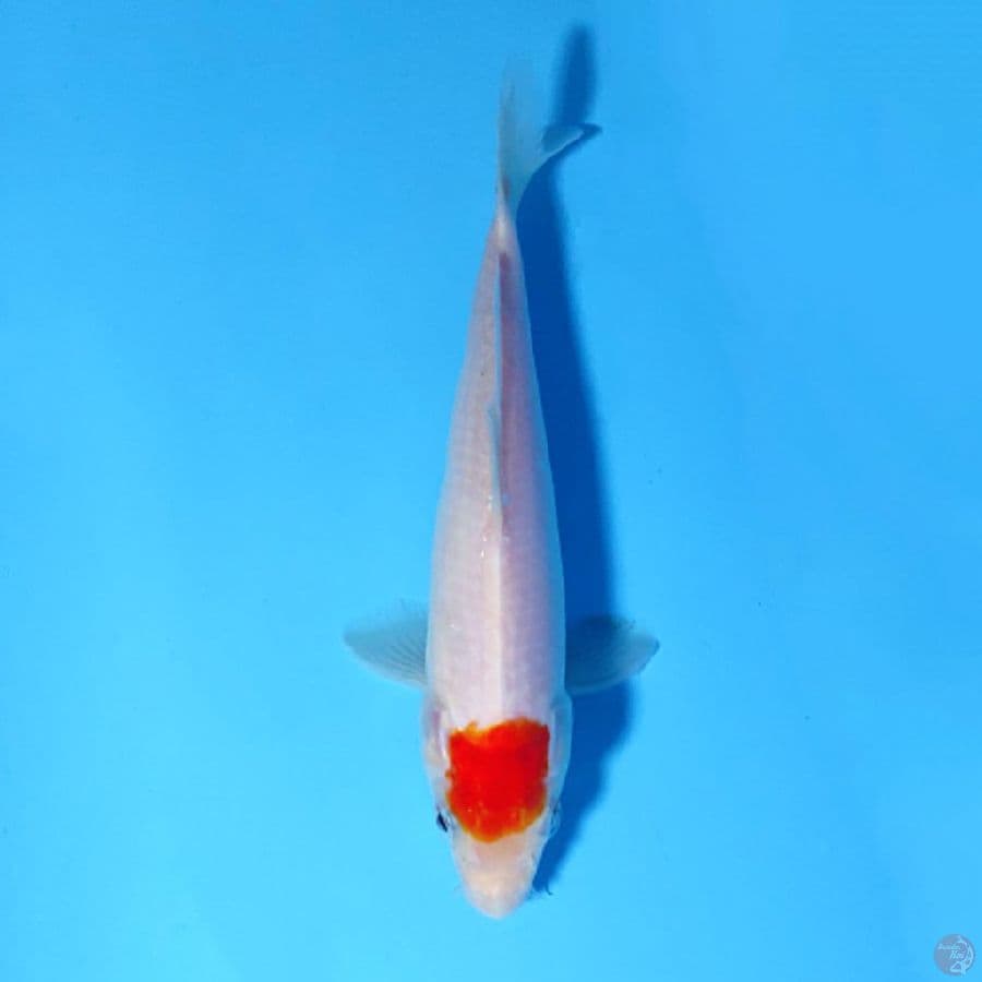 F19CM TANCHO KOHAKU ORI