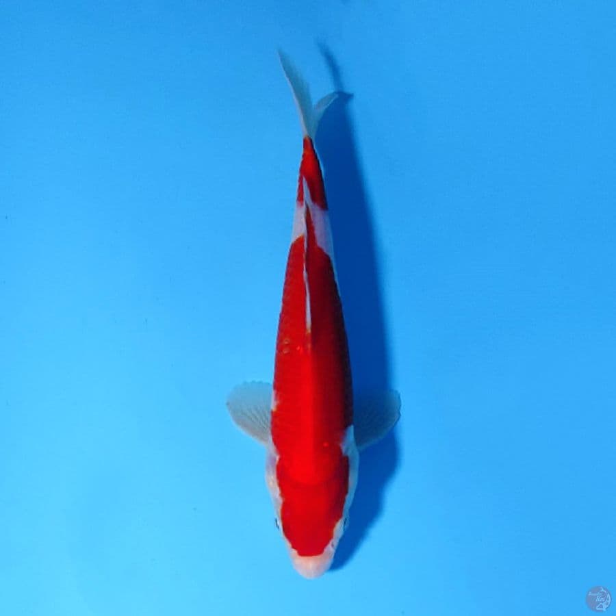 F22CM RED KOHAKU