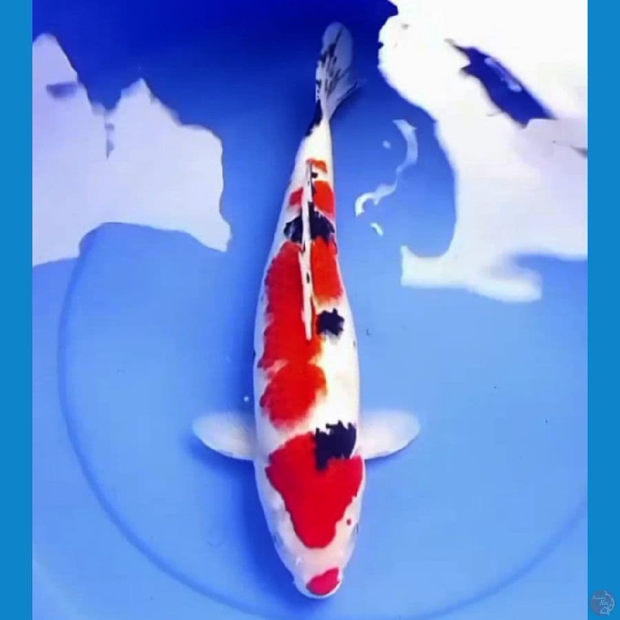 41cm JUMBO TSUBOSUMI SANKE