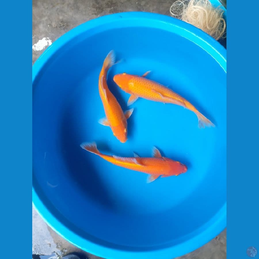 red karasi i 30-35 cm paket 3 ekor