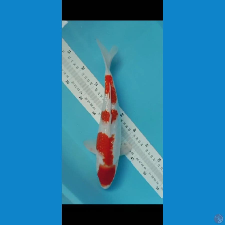 KINGINGRIN #SIZE 35 CM