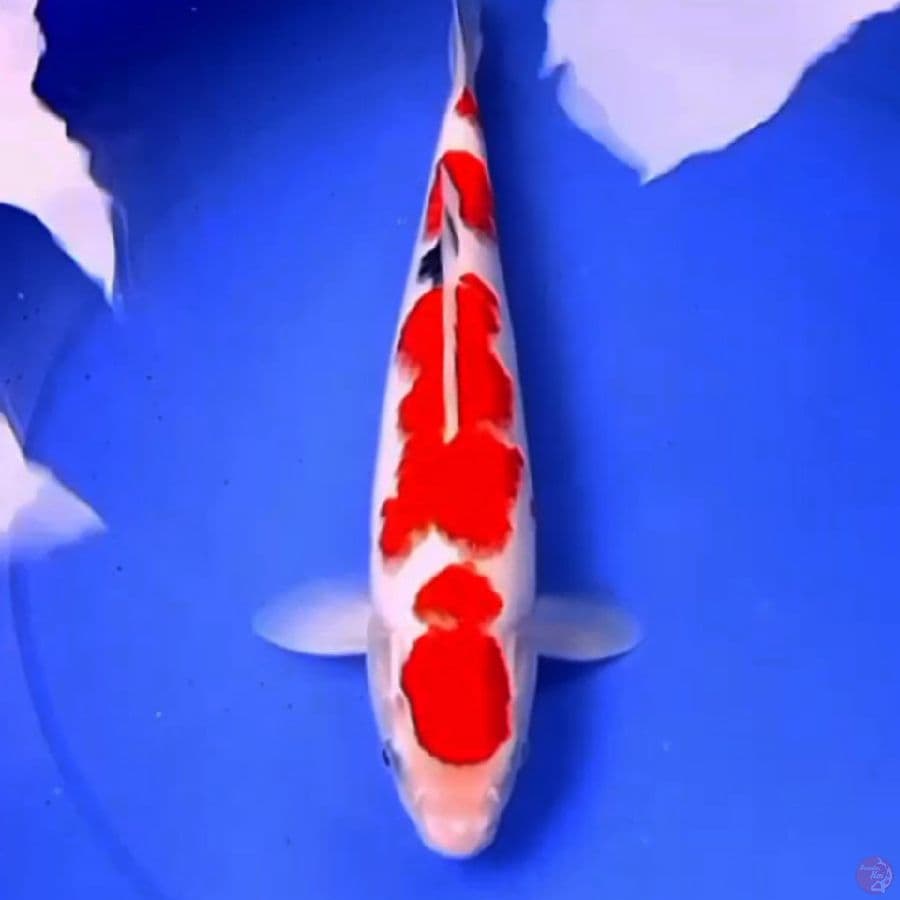 34cm BARAIRONO SANKE