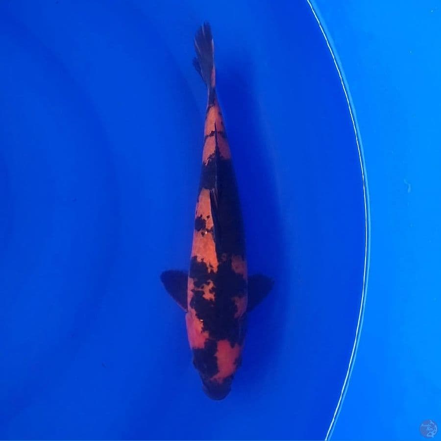 Hiu Utsuri 35cm