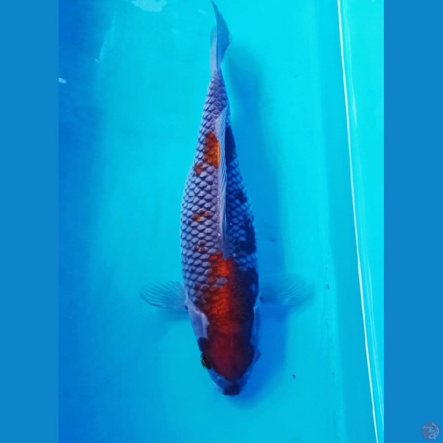 Ochiba jumbo jozz 30cm
