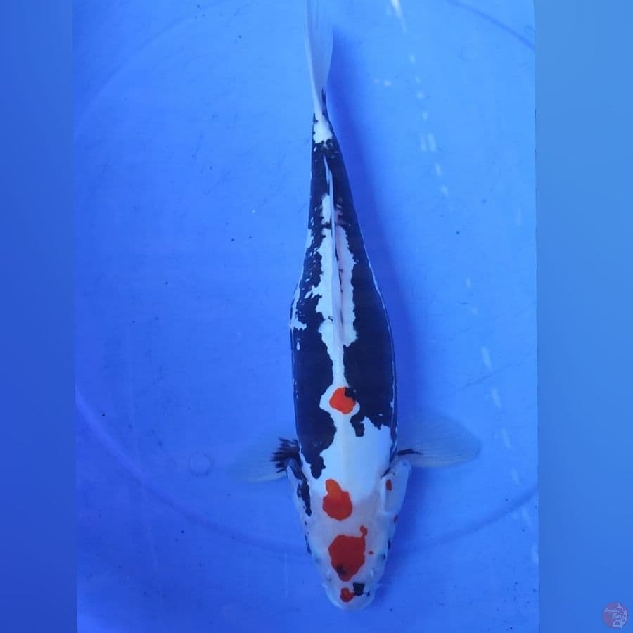 BENIKUMON 39CM