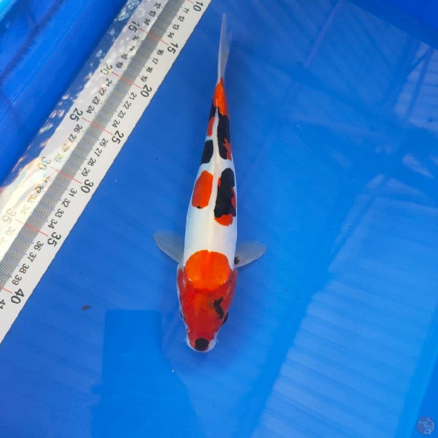 SHOWA DOIT 27 cm