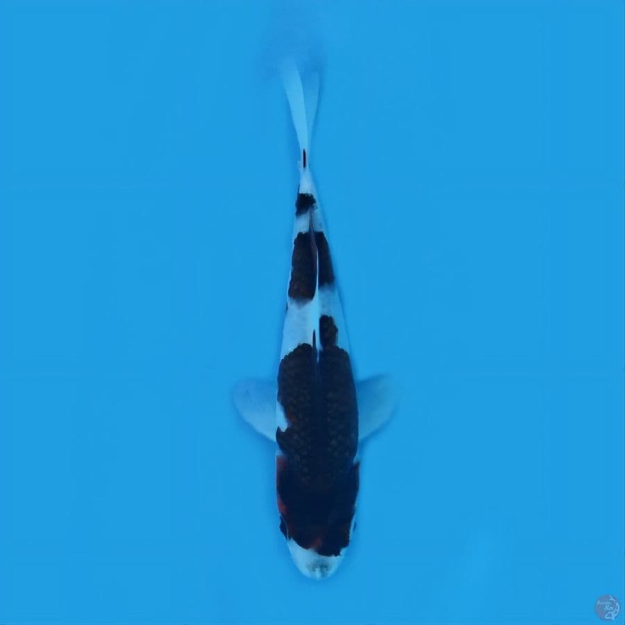 budo koromo 15 cm
