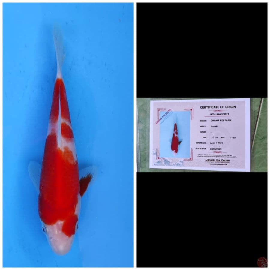 Okawa Kohaku