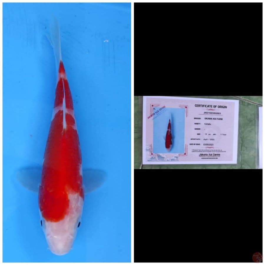 Okawa Kohaku