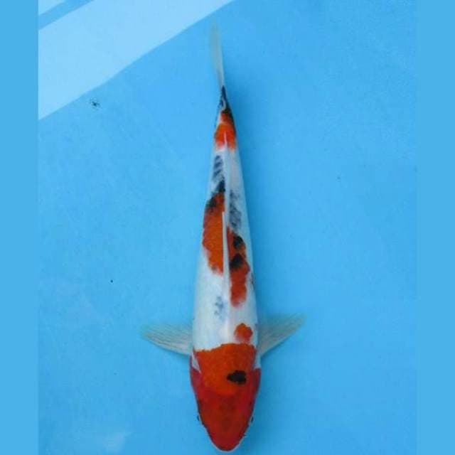 Menkaburi Sandan Kindai Showa 27cm