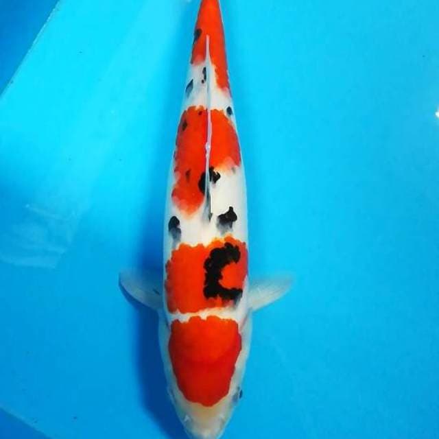 Sanke putih mulus
