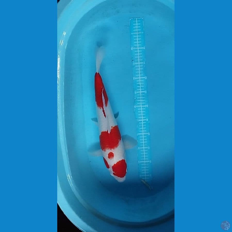 kohaku HQ 47male