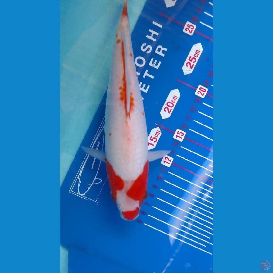 sabikoyo SQ 24CM