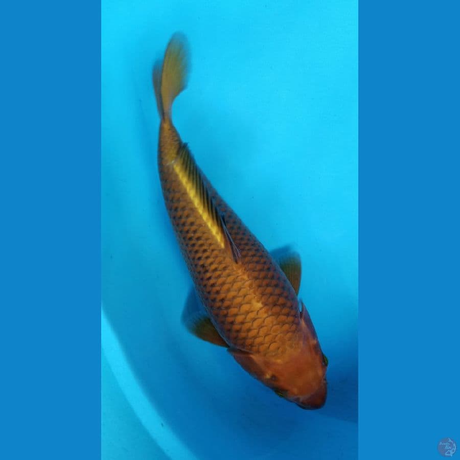 CHAGOI TEMBAGA 37CM FEMALE BREED KHUSNUL