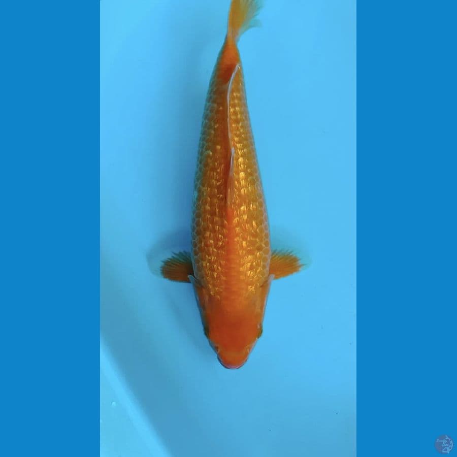 AKA HAJIRO GINRIN 40CM BODY LEBAR MALE