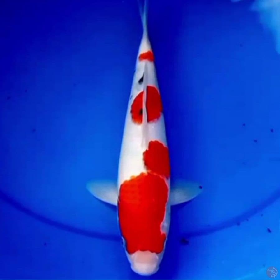 32cm TATEGOI SANKE RED DEVIL