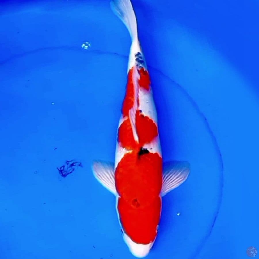 39cm JUMBO SANKE SUPER RED