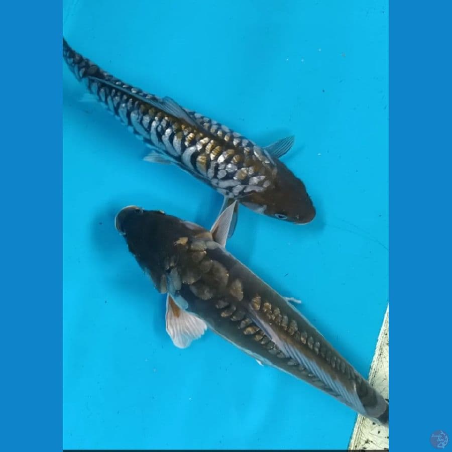 uchiba aragoke