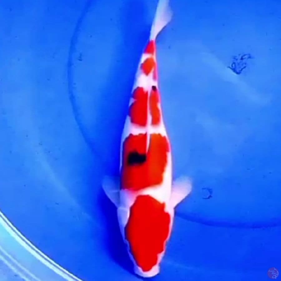 35cm GONDAN SAKURA SANKE