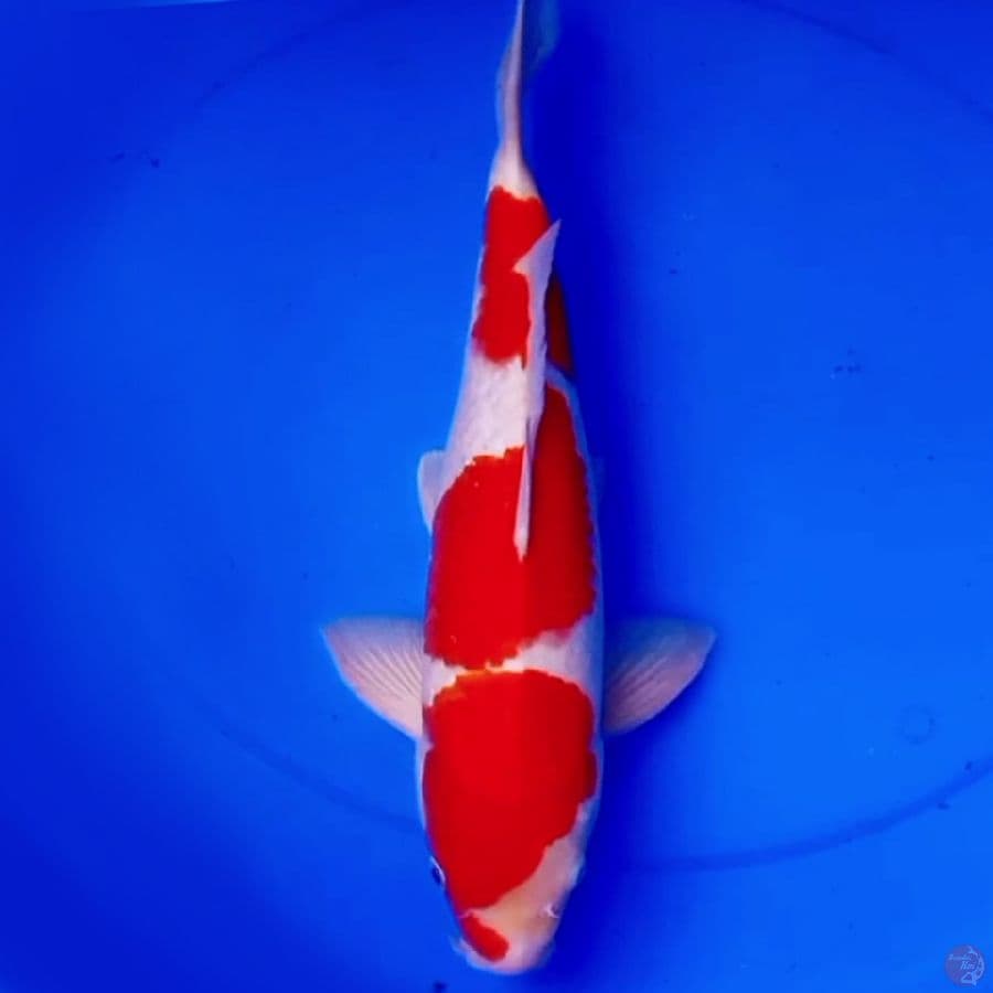 40cm SQ SANDAIME KOHAKU