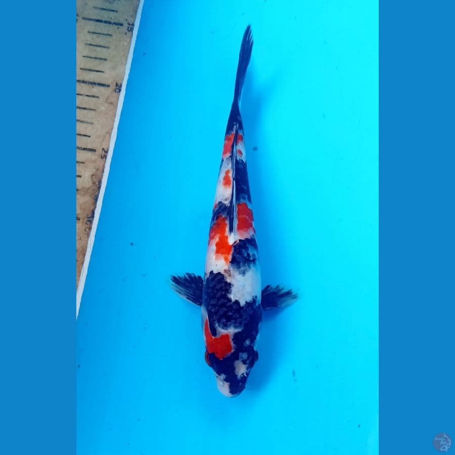 Showa 23cm