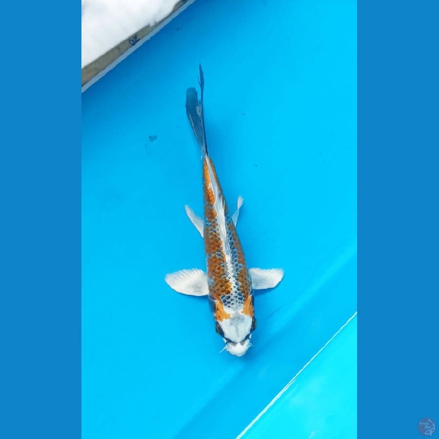 kumpay 18cm