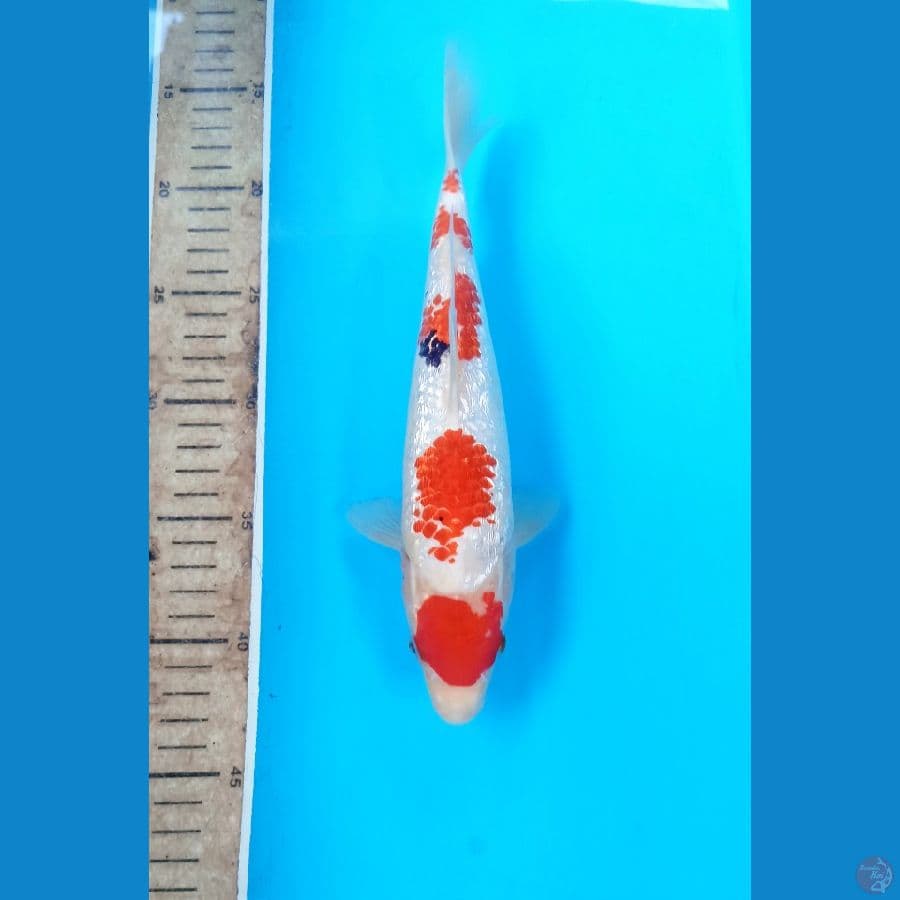Maruten showa ginrin 27cm